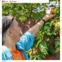 Съели ягоды или фрукты с чужого участка? Готовьтесь отправиться в тюрьму