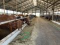 Корова из Коломны установила абсолютный рекорд по надоям в своей породе