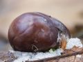 Стратификация семян: секреты успешного прорастания