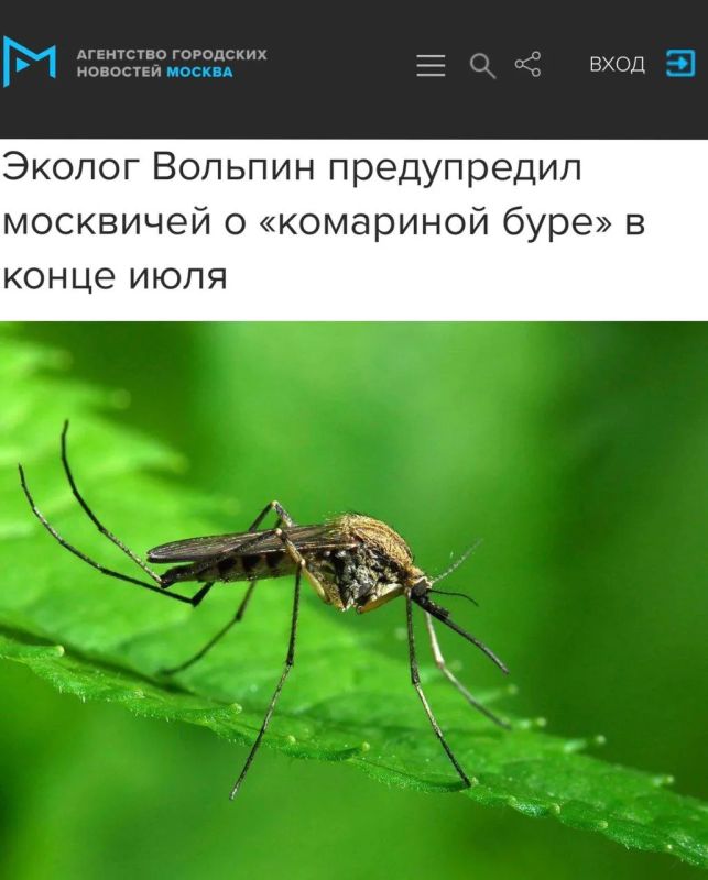 «Эколог Вольпин предупредил москвичей о «комариной буре» в конце июля»: Через две недели столицу и Подмосковье атакуют полчища комаров
