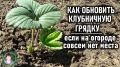 Обновление клубники без лишних затрат места