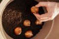 Ноябрь: последний шанс для посадки тюльпанов в горшках