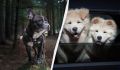 Какие собаки имеют самый сильный запах? Обзор мнений и фактов
