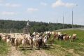 Развитие агропромышленного комплекса и промышленного сектора: инвестиционная стратегия Сергиево-Посадского округа