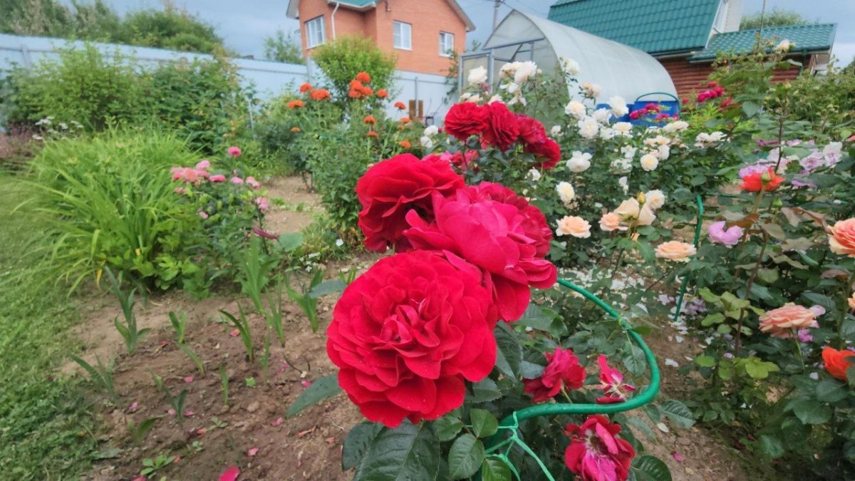 Жительница Красноармейска вырастила на шести сотках почти сто сортов роз Жительница Красноармейска вырастила на шести сотках почти сто сортов роз