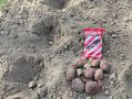 Опыт борьбы с медведкой: как гранулы «Рубеж» изменили урожай картофеля