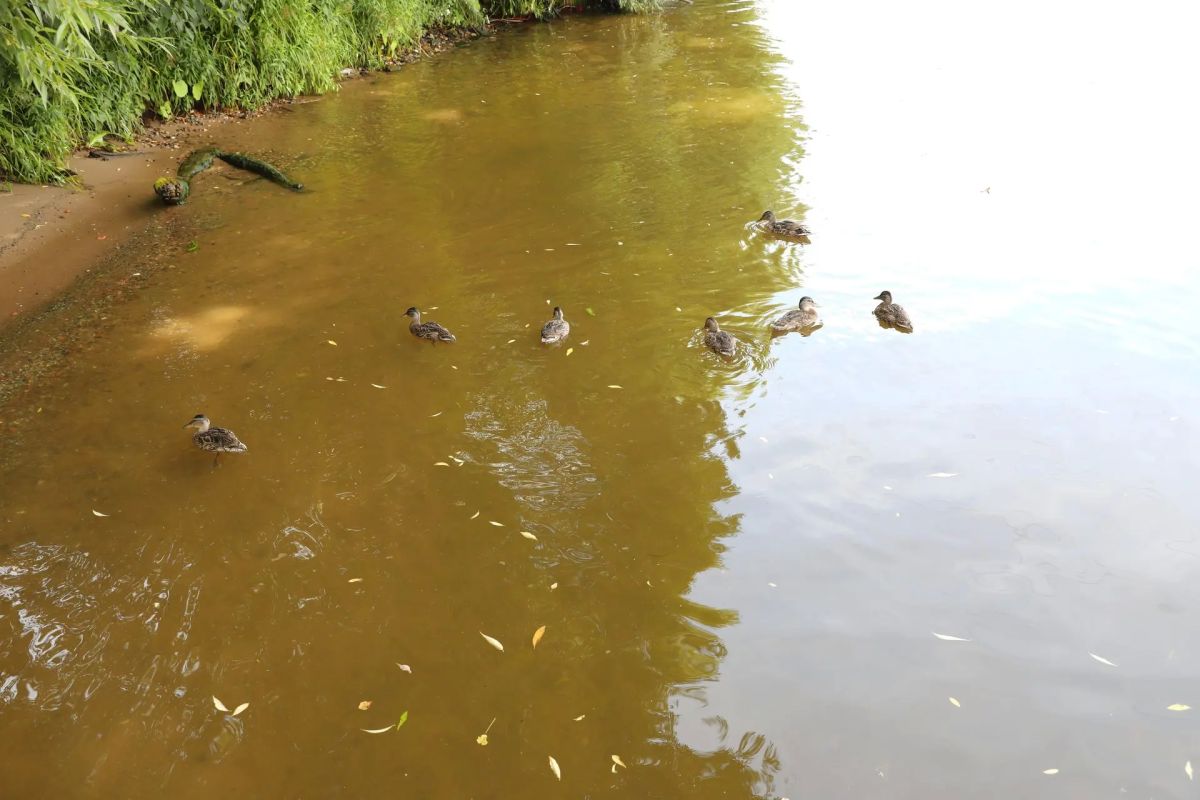 В Долгопрудном проверяют причину загрязнения воды в Хлебниково В Долгопрудном проверяют причину загрязнения воды в Хлебниково