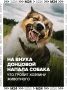 Автор детективов Дарья Донцова столкнулась с настоящей драмой: в подмосковной деревне Дубцы собака напала на её семилетнего внука
