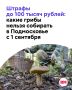 Положили редкий гриб в корзинку — получили штраф