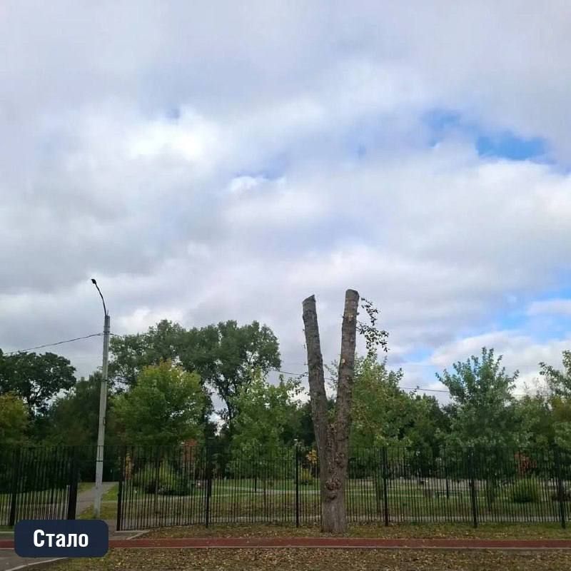 В Подольске продолжаются работы по кронированию деревьев В Подольске продолжаются работы по кронированию деревьев