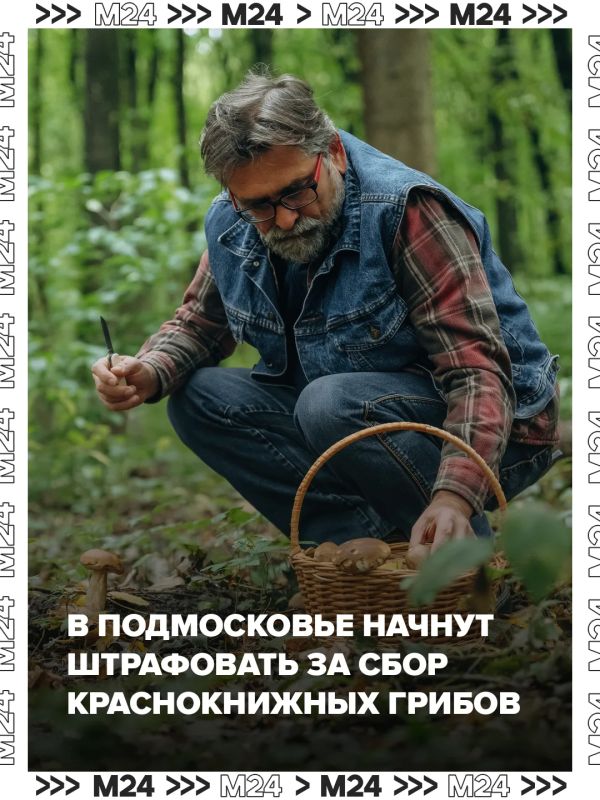 За сбор краснокнижных грибов в Подмосковье грозит штраф до 100 тысяч рублей