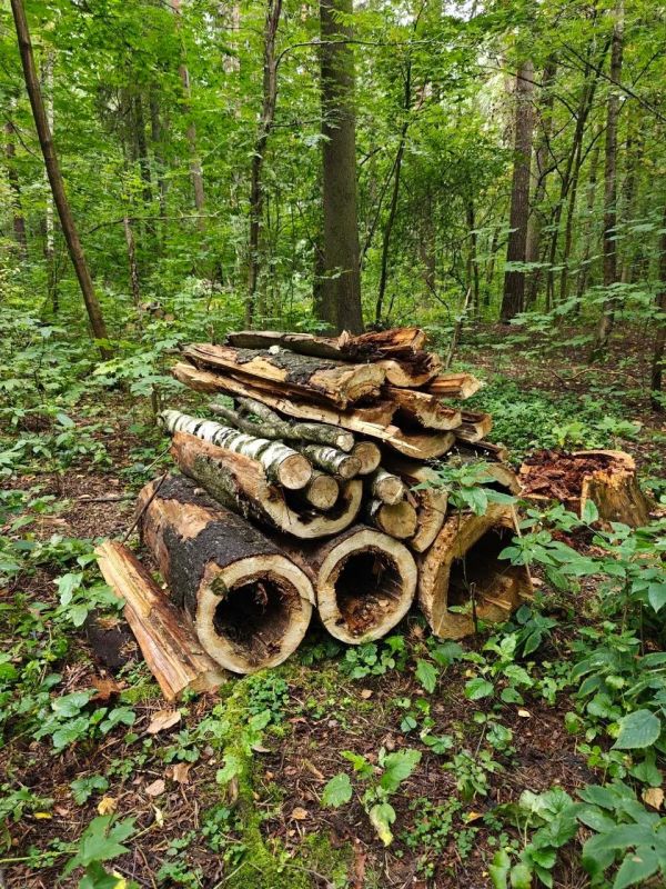 На участке Нижнего Комитетского леса завершены работы по уборке неликвидной древесины На участке Нижнего Комитетского леса завершены работы по уборке неликвидной древесины