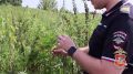 Полицейские Воскресенска выявили и уничтожили около 100 килограммов дикорастущей конопли