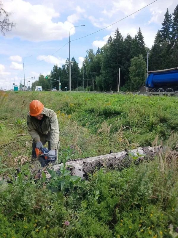 В Марфинском лесничестве завершена расчистка захламленных участков В Марфинском лесничестве завершена расчистка захламленных участков