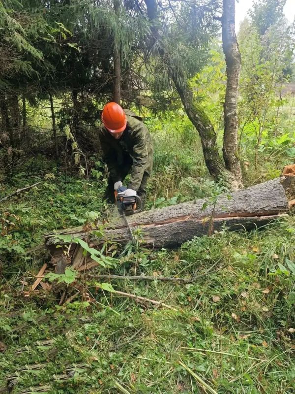 В Марфинском лесничестве завершена расчистка захламленных участков В Марфинском лесничестве завершена расчистка захламленных участков