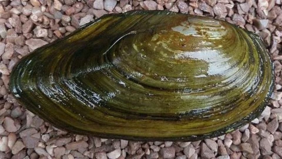 ������� ������������ � ������� ����������: ������ �� ����� �� ��������