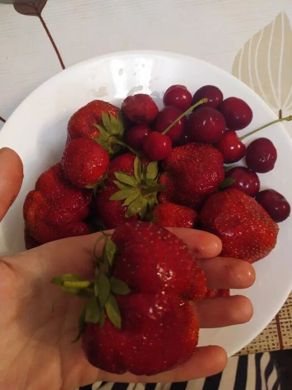 Секреты весеннего ухода за клубникой: как получить щедрый урожай