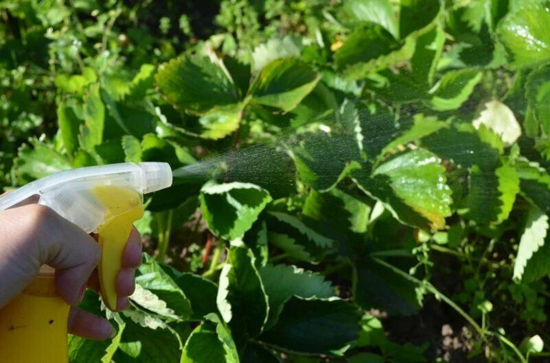 Как защитить клубнику от гнили: весенние советы для богатого урожая