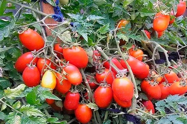 Томаты-сливки сорта Кибиц: идеальный выбор для дачников