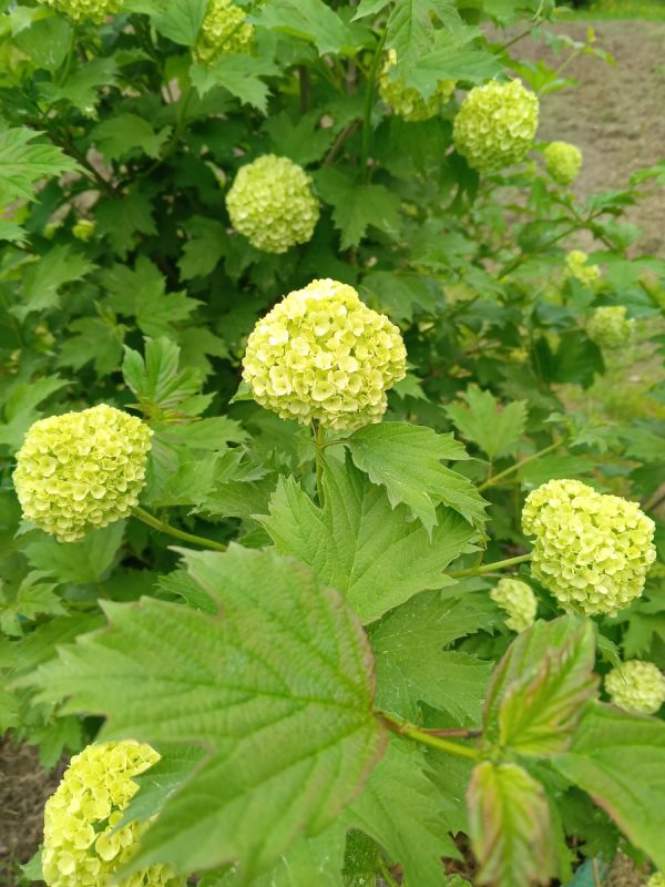 Как позаботиться о своей печени после 60: продукты и советы