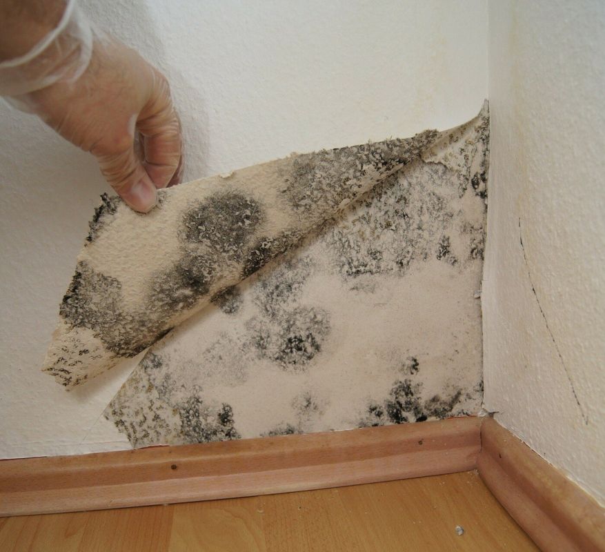 Плесень и грибок после затопления: кто компенсирует ущерб?