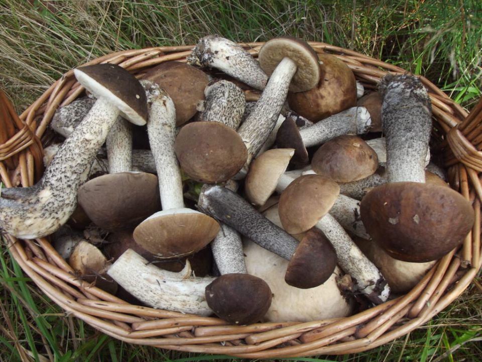 Завораживающая закуска: жареные грибы на зиму