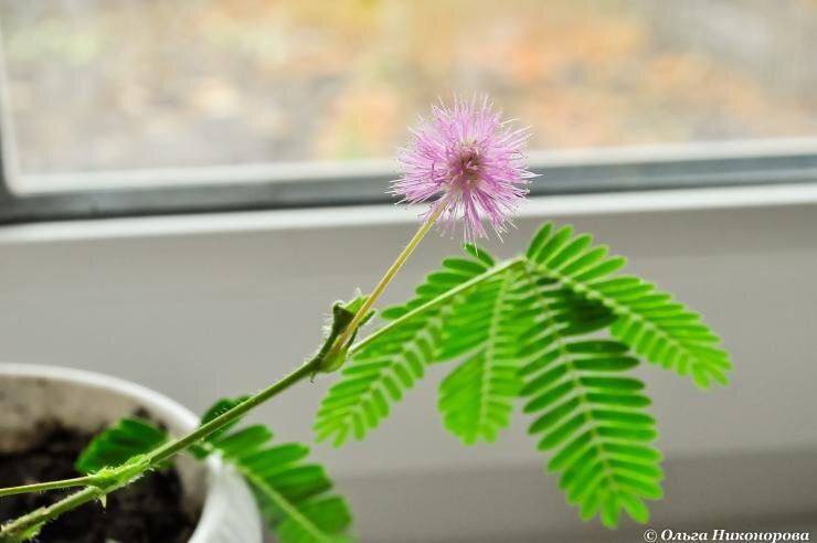 Загадочная мимоза: необычное растение, которое удивит каждого