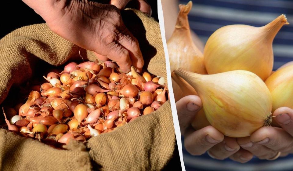 Как правильно замочить озимый лук перед посадкой: секреты опытных садоводов