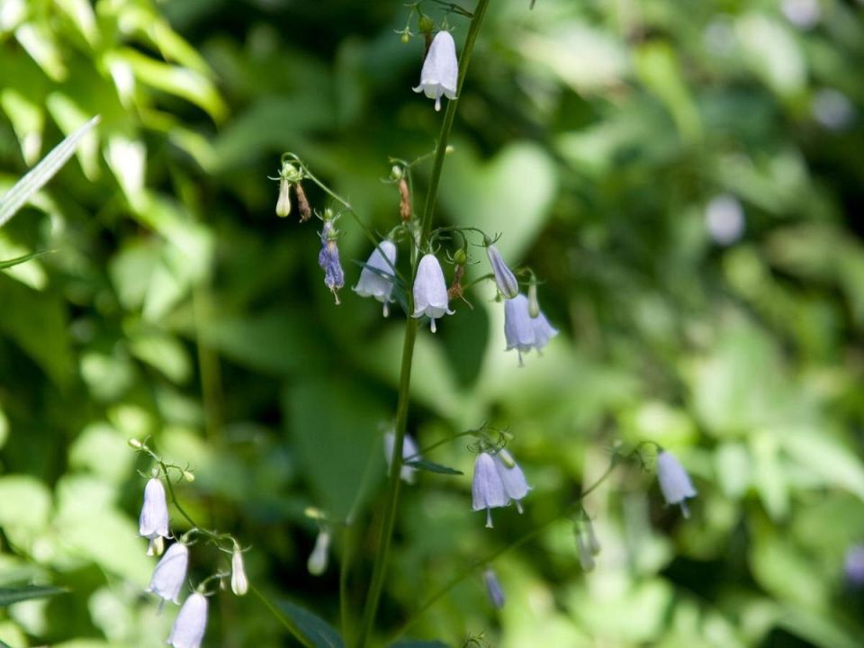 Звонец лилиевидный: экзотическая находка для вашего сада