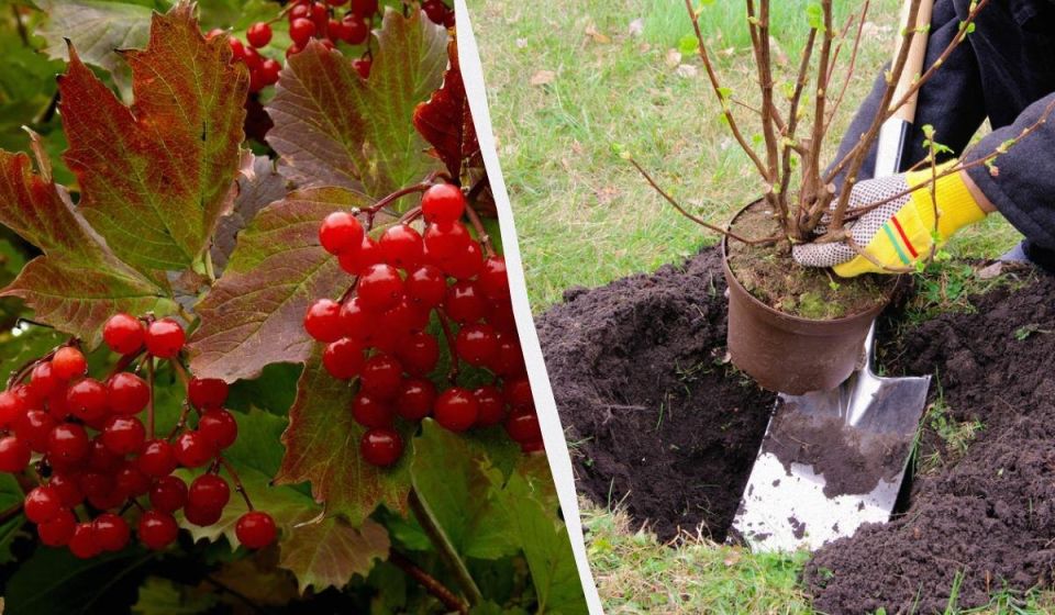 Почему стоит посадить эти три дерева в ноябре для богатого урожая