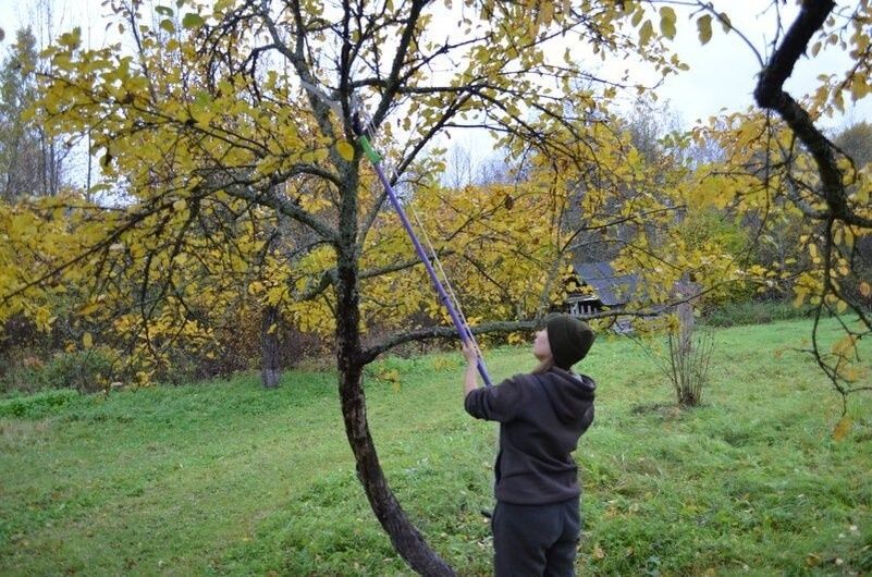 Ноябрь в саду: ключевые моменты для успешной зимовки растений