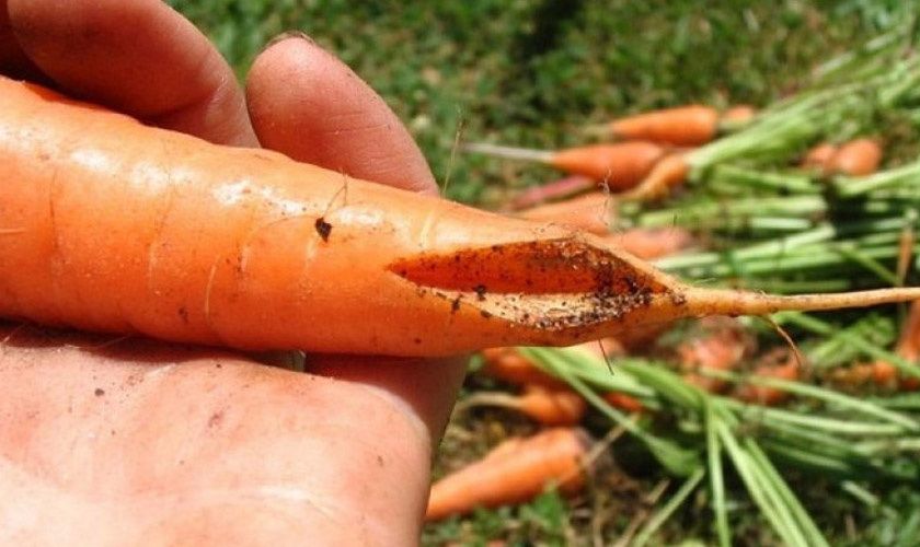 Почему морковь трескается: причины и советы для огородников