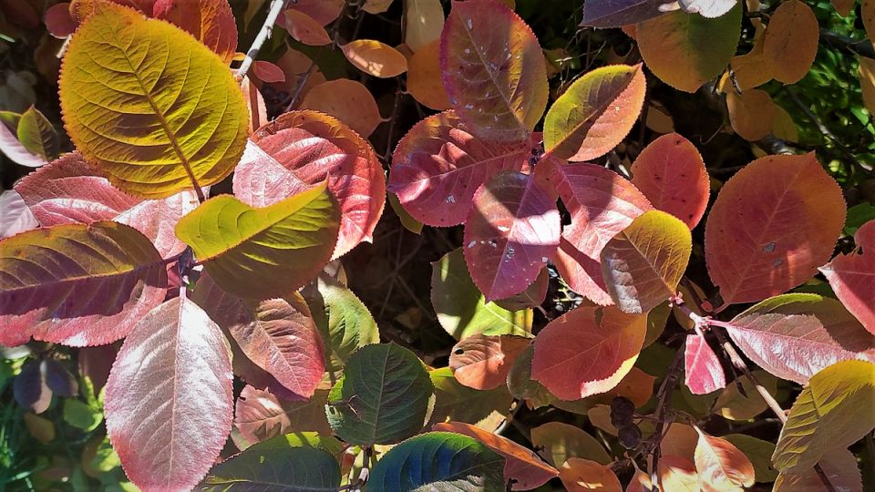 История черноплодной рябины: от Северной Америки до российских садов