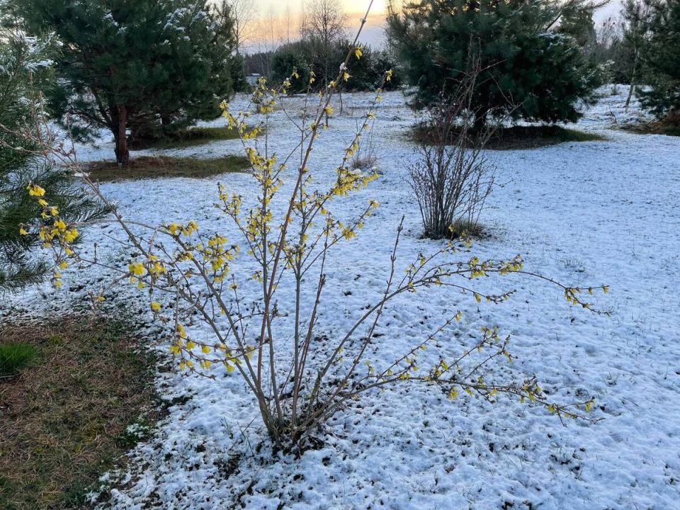 Весенние заморозки: как спасать сад от вреда