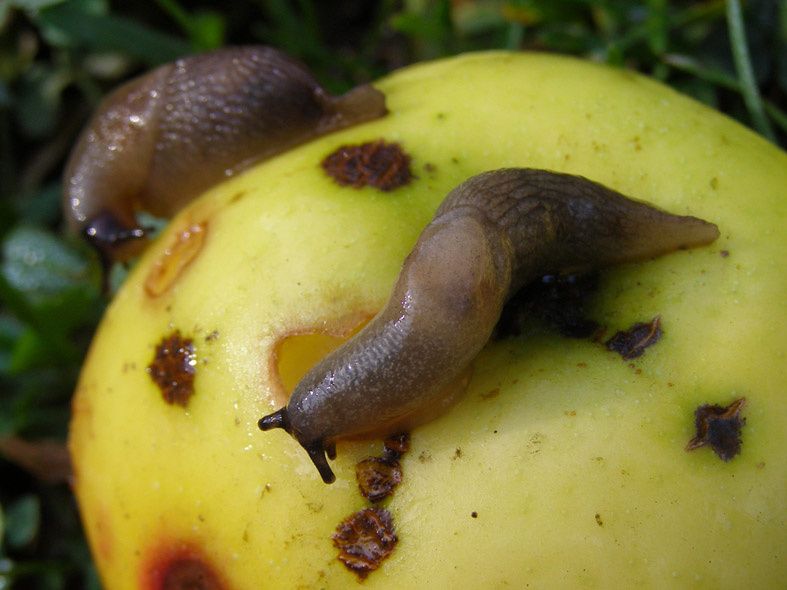 Как предотвратить нашествие слизней: советы для осенней обработки грунта