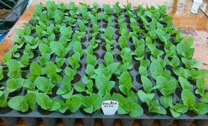 Как вырастить петунию: советы для успешной посадки и ухода