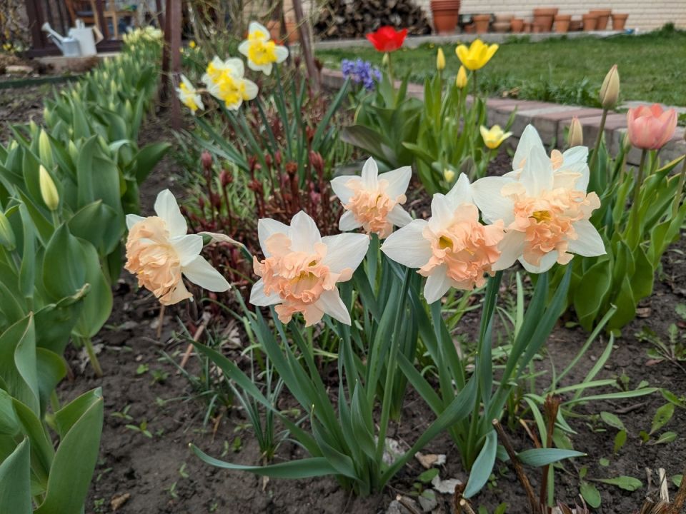 Исследование: Почему садоводы покупают несуществующие растения?