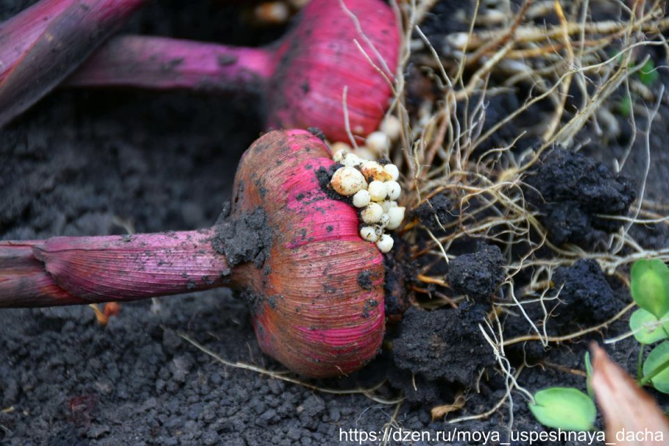Гладиолусы: как правильно выкопать и сохранить луковицы после цветения