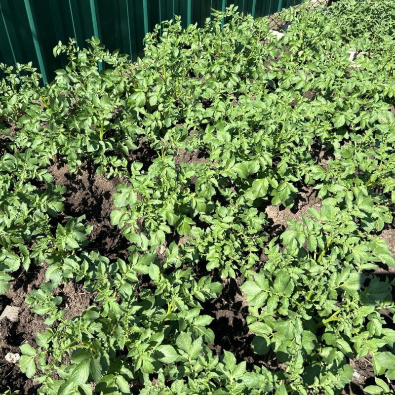 Секреты успешной посадки разных сортов картофеля