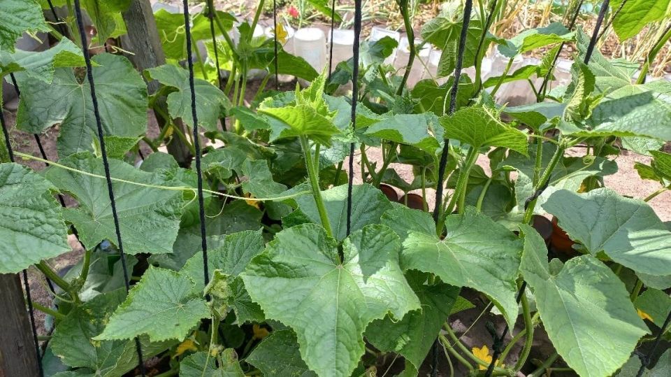 Секреты богатого урожая: как дружеский совет помог в выращивании огурцов