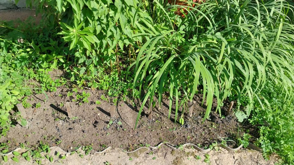 ��� ���� �������-�������� ������ ������ �������� �� ����