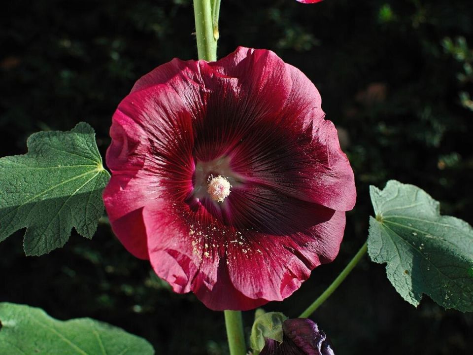 Шток-роза: Как осенний посев превращает сад в цветущий оазис