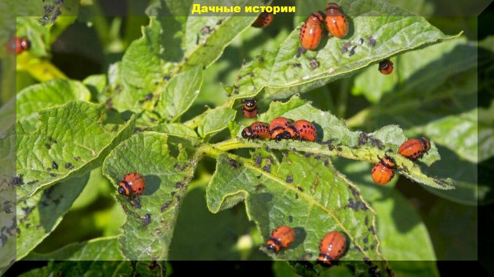 ����������� ������ ������ � ����������� �����: ����������� ��� �����