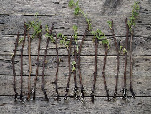 ��� ��� ������ ��������� ���������� �� ��������: ��������� �����������