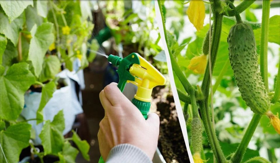 Как аспирин может преобразить ваш огород: секреты для богатого урожая