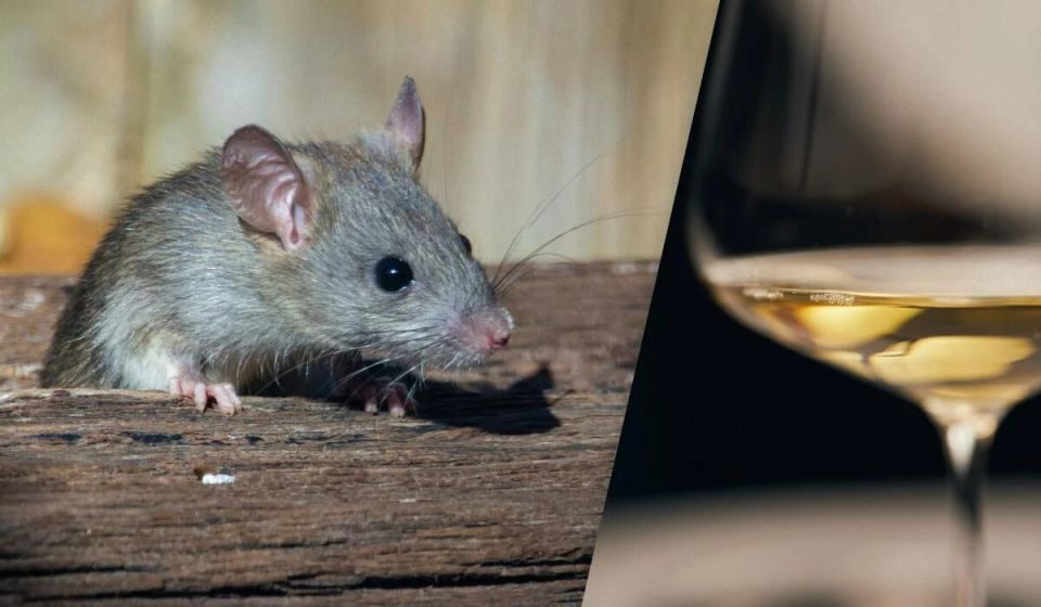 Крысы как винные сомелье: удивительное исследование научило грызунов различать сорта вина