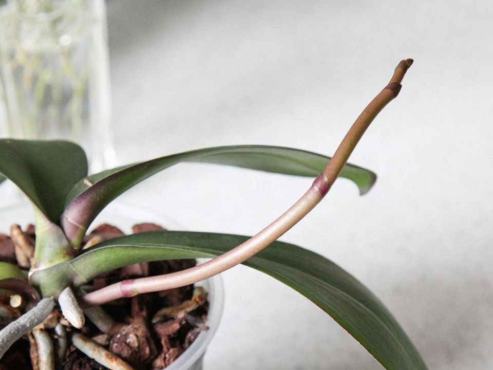 Как использовать банановую кожуру для счастья орхидей: фитоналитическая тайна