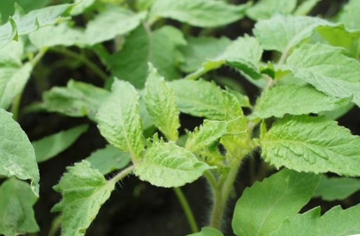 ������� ��������� �����������: ��� ��������� �������� ������� ������� ��� �������� ������