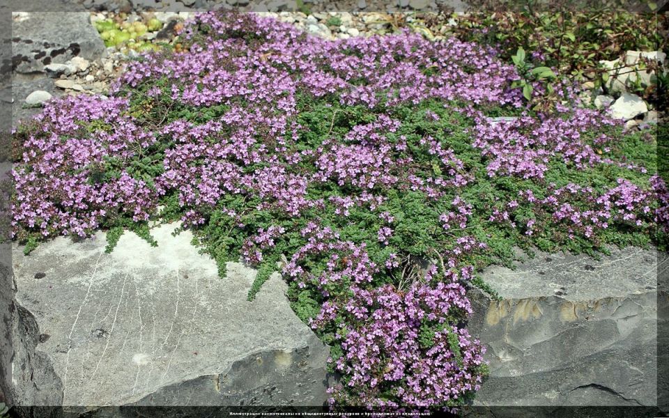 ���-20 ��������� �������������, ������� ������� ��� ��� ��� ������ ������