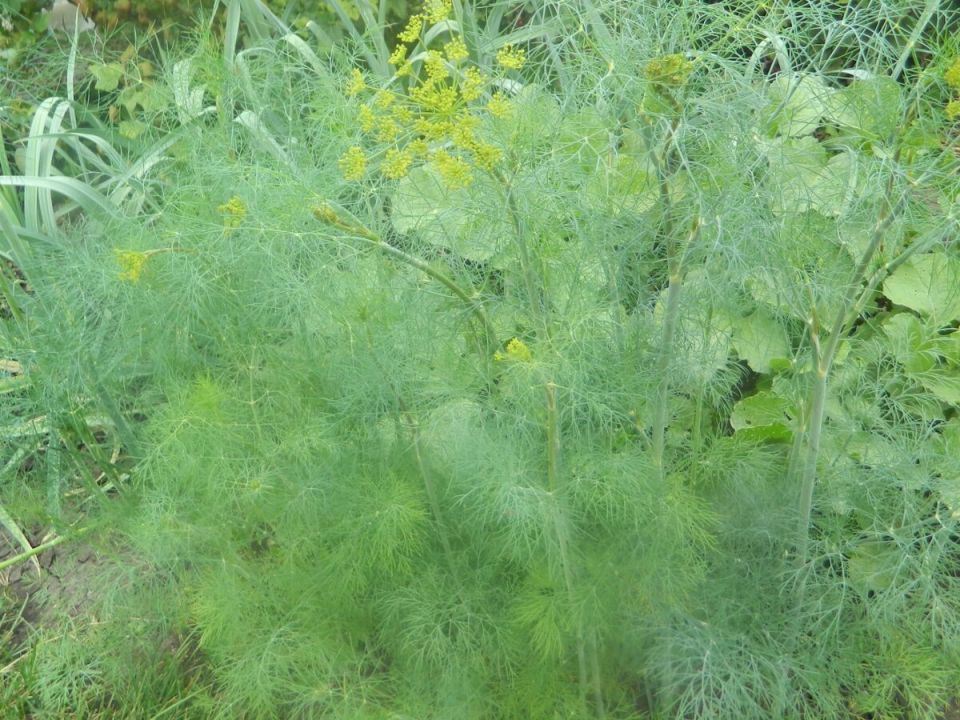 ��� ��������� ����� � �������: ������� � ������ �����